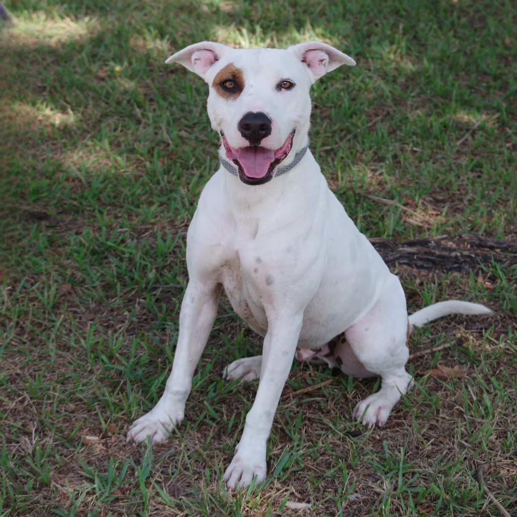 Blanquito, an adoptable Terrier in Miami, FL, 33176 | Photo Image 3