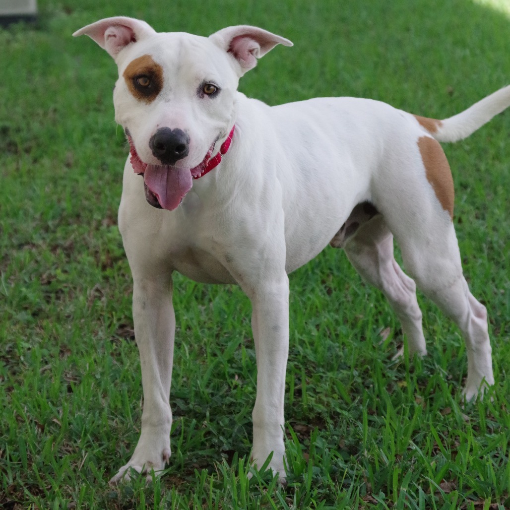 Blanquito, an adoptable Terrier in Miami, FL, 33176 | Photo Image 5
