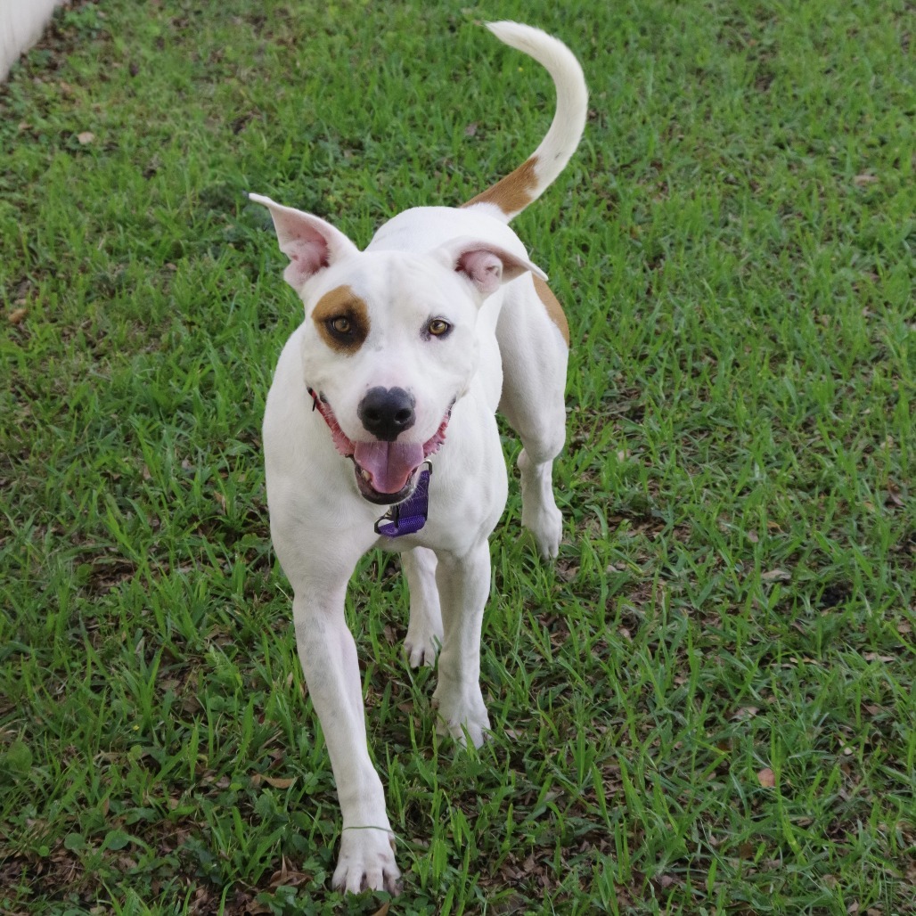 Blanquito, an adoptable Terrier in Miami, FL, 33176 | Photo Image 6