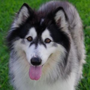 North Alaskan Malamute Dog