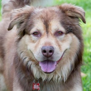 Apollo Australian Shepherd Dog