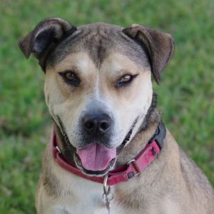 Hi my name is Fernando I was found as a stray I am a very handsome and charming boy Im