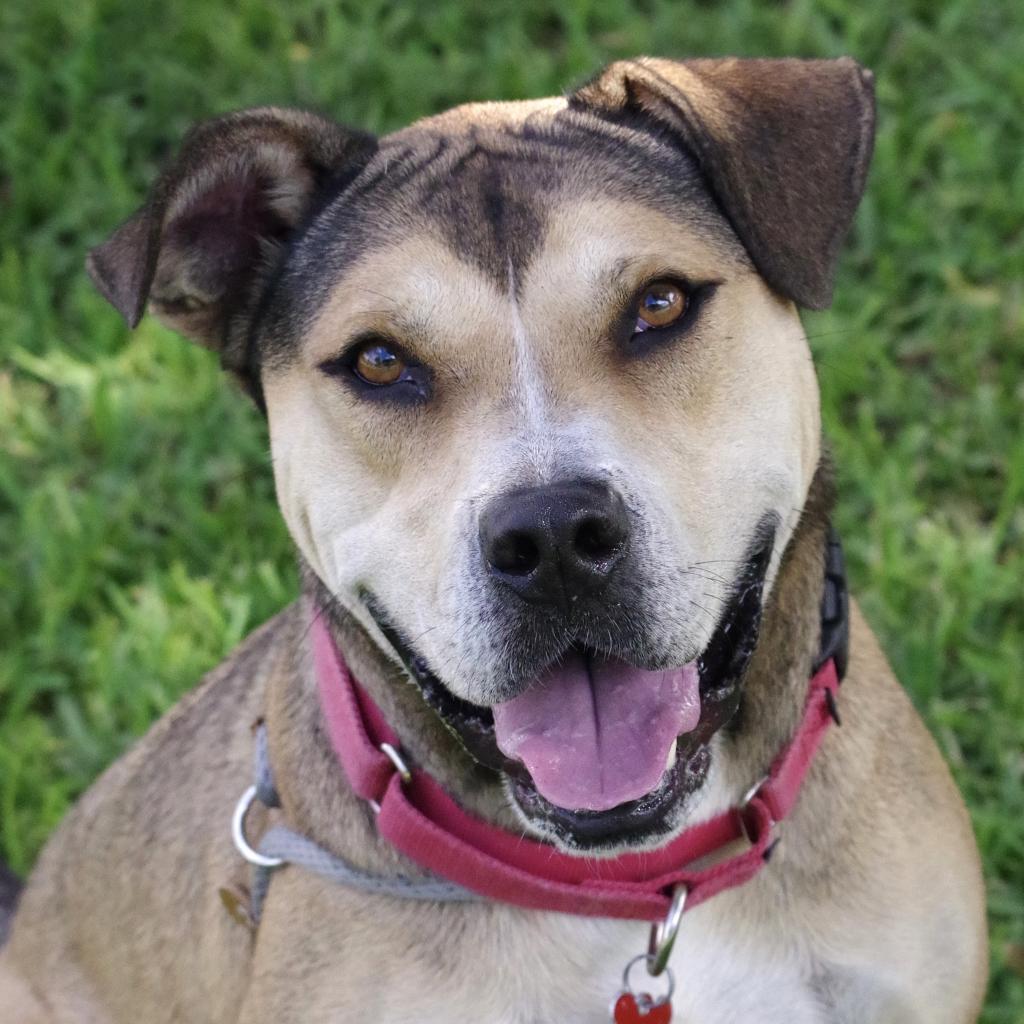Fernando, an adoptable Shepherd, Terrier in Miami, FL, 33176 | Photo Image 2