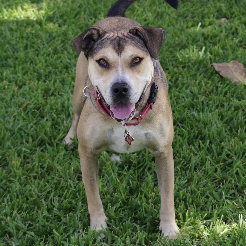 Fernando, an adoptable Shepherd, Terrier in Miami, FL, 33176 | Photo Image 3