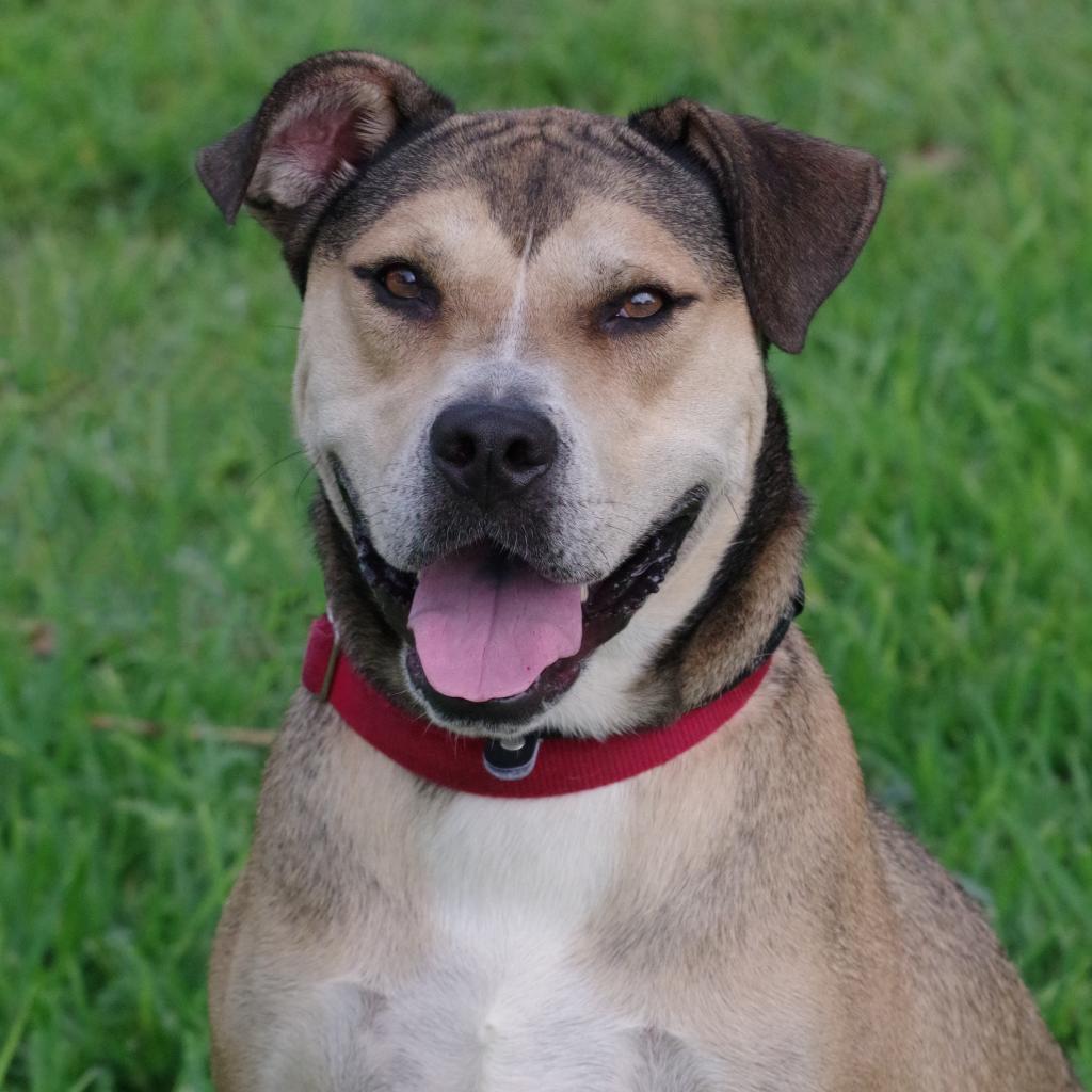 Fernando, an adoptable Shepherd, Terrier in Miami, FL, 33176 | Photo Image 4