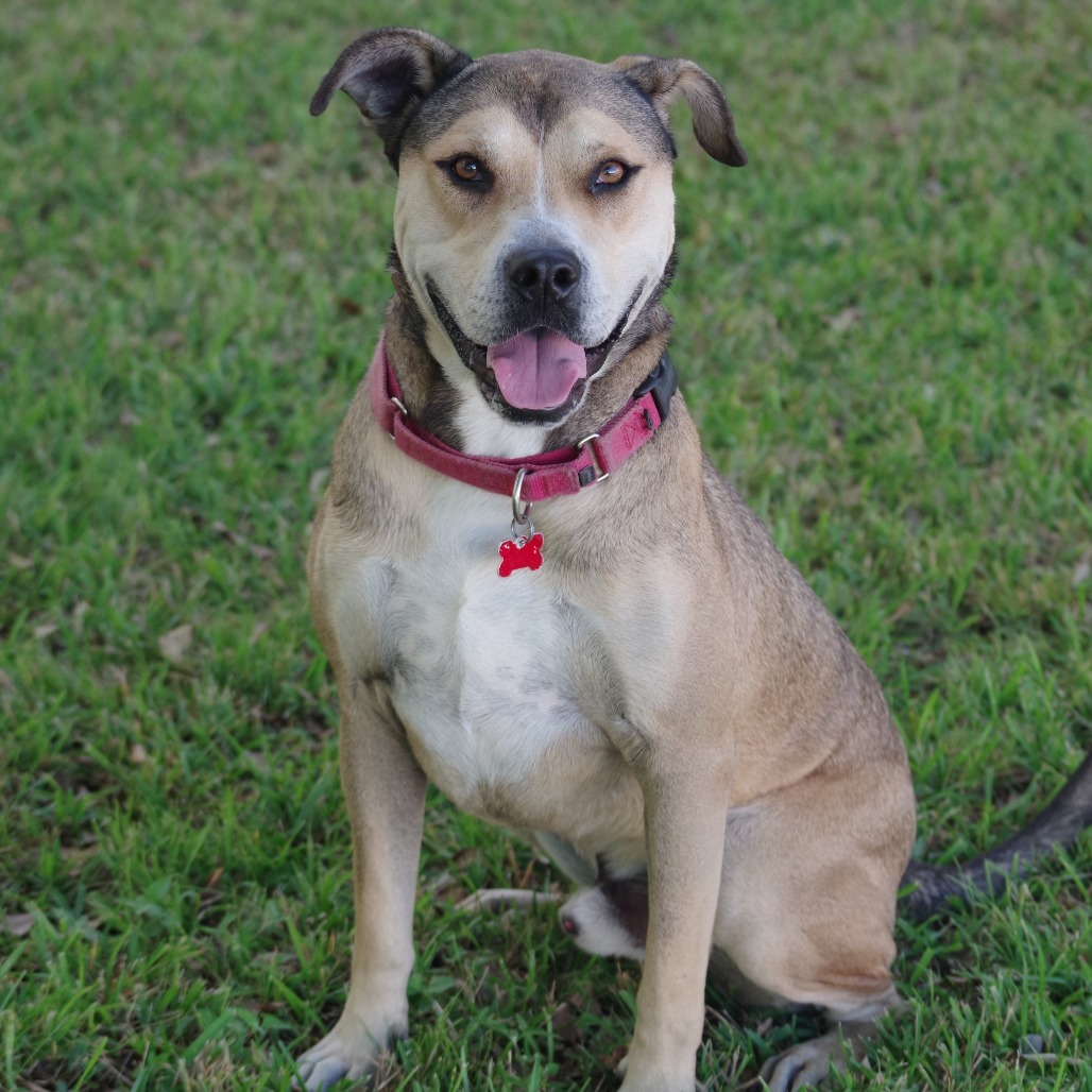 Fernando, an adoptable Shepherd, Terrier in Miami, FL, 33176 | Photo Image 5