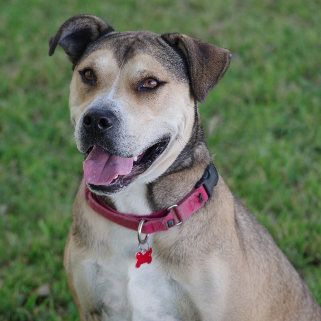 Fernando, an adoptable Shepherd, Terrier in Miami, FL, 33176 | Photo Image 6
