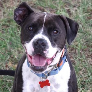 Hi my name is Fleur I was found as a stray Im a friendly pup and love people Im active