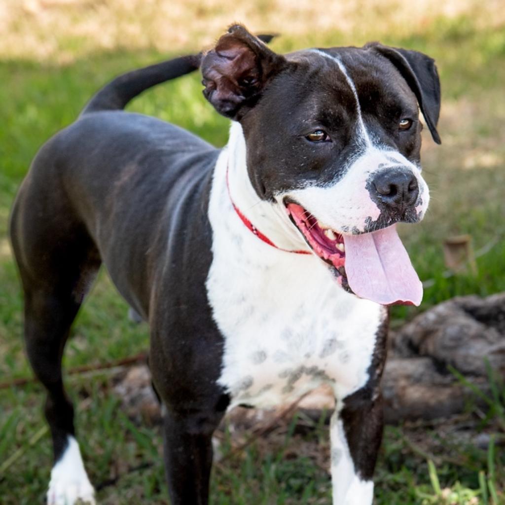 Fleur, an adoptable English Bulldog, Terrier in Miami, FL, 33176 | Photo Image 2