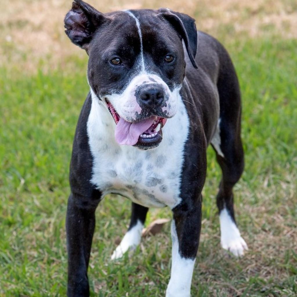 Fleur, an adoptable English Bulldog, Terrier in Miami, FL, 33176 | Photo Image 3