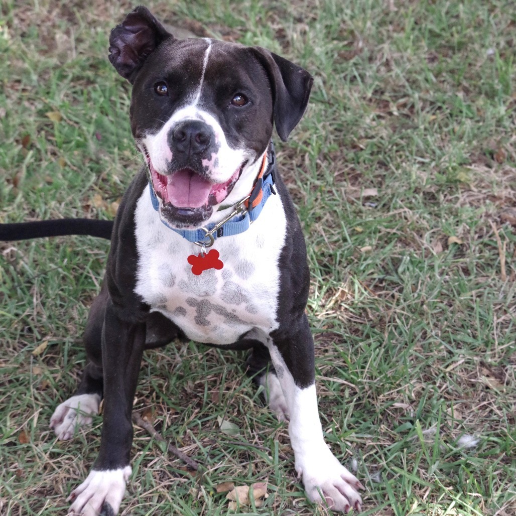 Fleur, an adoptable English Bulldog, Terrier in Miami, FL, 33176 | Photo Image 4