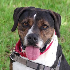 Hi my name is Knight I am very handsome Although I am an older guy I still have energy like