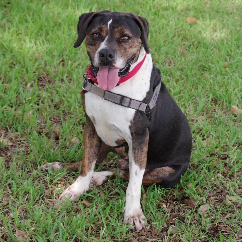 Knight, an adoptable Terrier in Miami, FL, 33176 | Photo Image 2