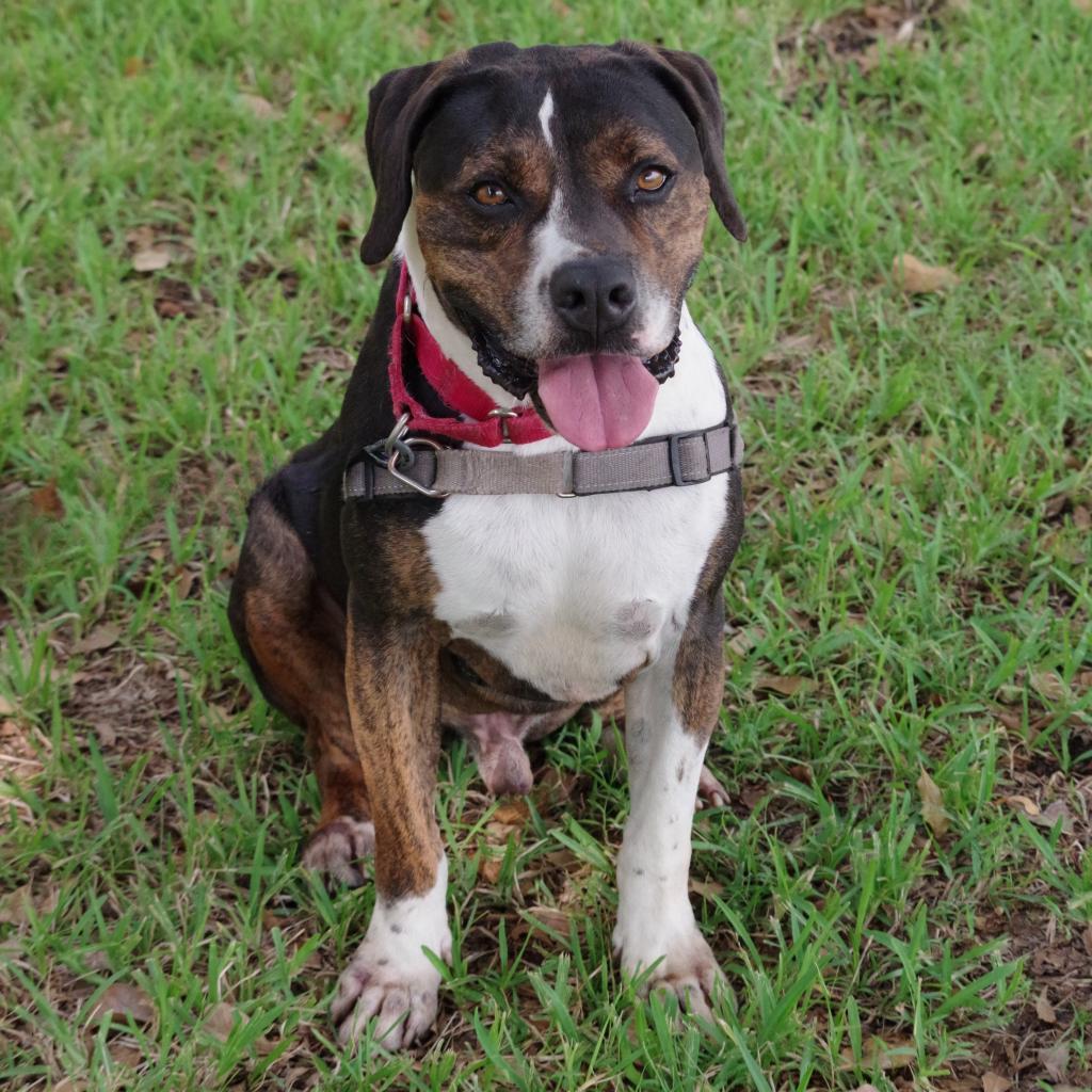 Knight, an adoptable Terrier in Miami, FL, 33176 | Photo Image 3