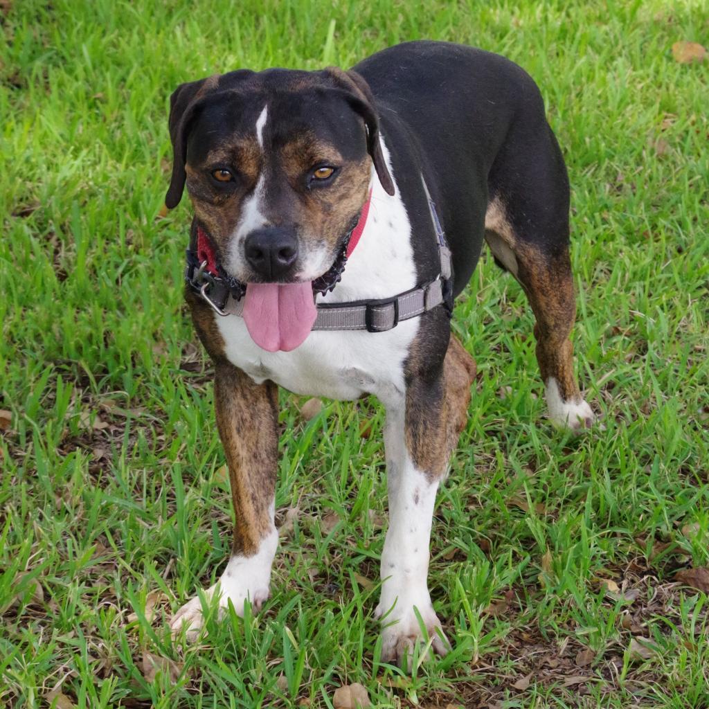 Knight, an adoptable Terrier in Miami, FL, 33176 | Photo Image 4