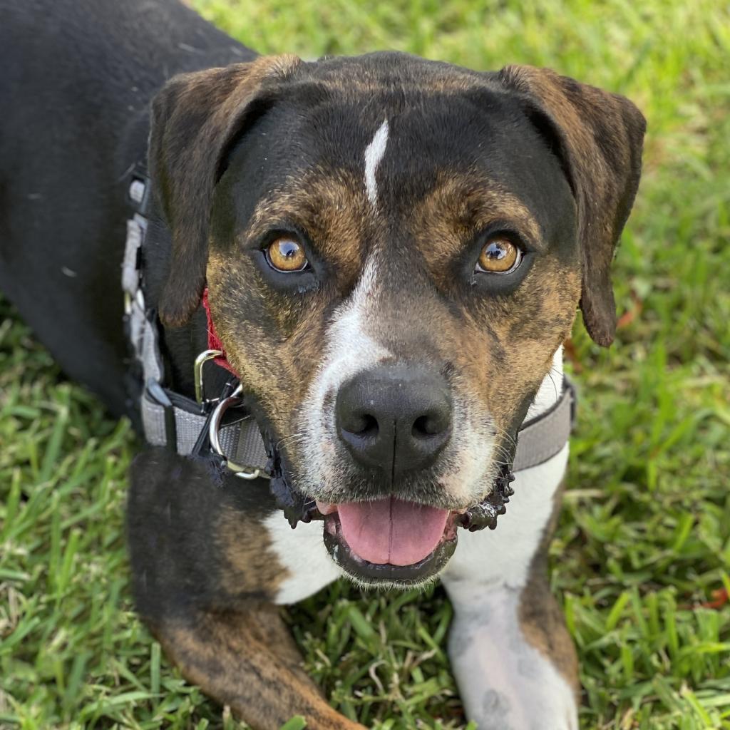 Knight, an adoptable Terrier in Miami, FL, 33176 | Photo Image 5