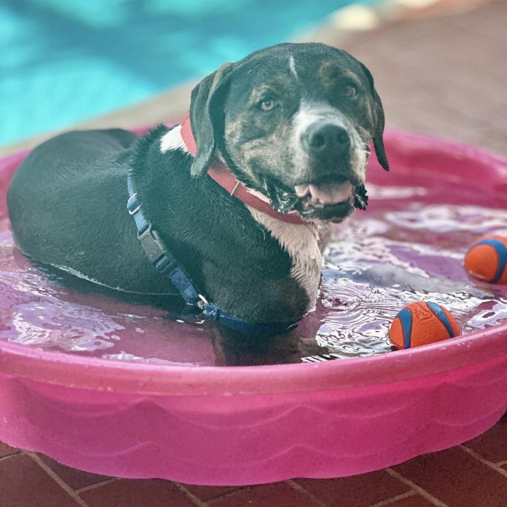 Knight, an adoptable Terrier in Miami, FL, 33176 | Photo Image 6