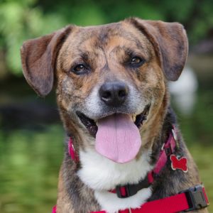 Hi my name is Pickle I came all the way from a Humane Society in South Carolina I am a