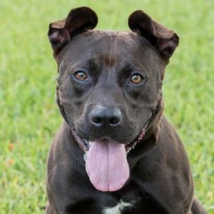 Tucker Labrador Retriever Dog