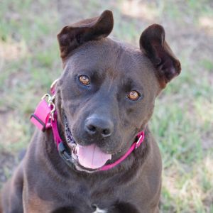 Hi my name is Tucker My owner moved and could not take me with her Im a friendly pup I
