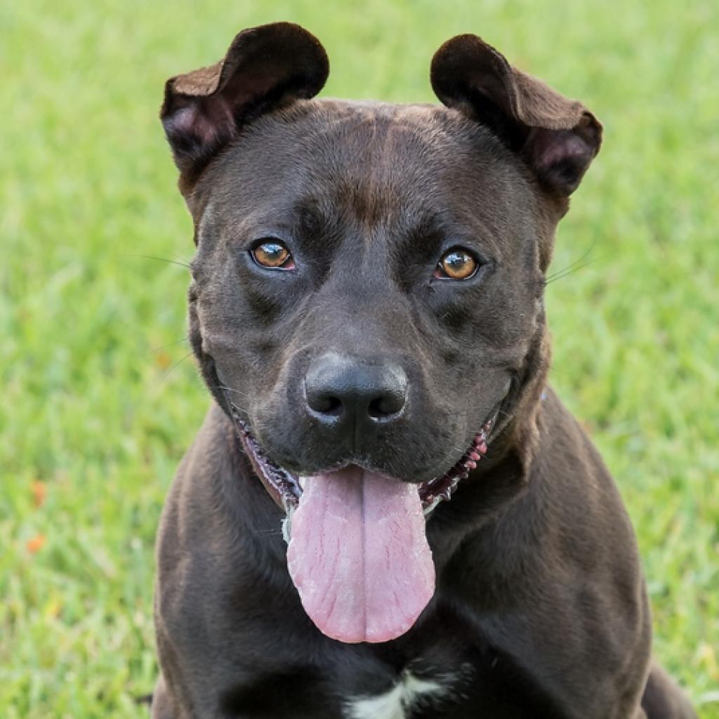 Tucker, an adoptable Labrador Retriever in Miami, FL, 33176 | Photo Image 2