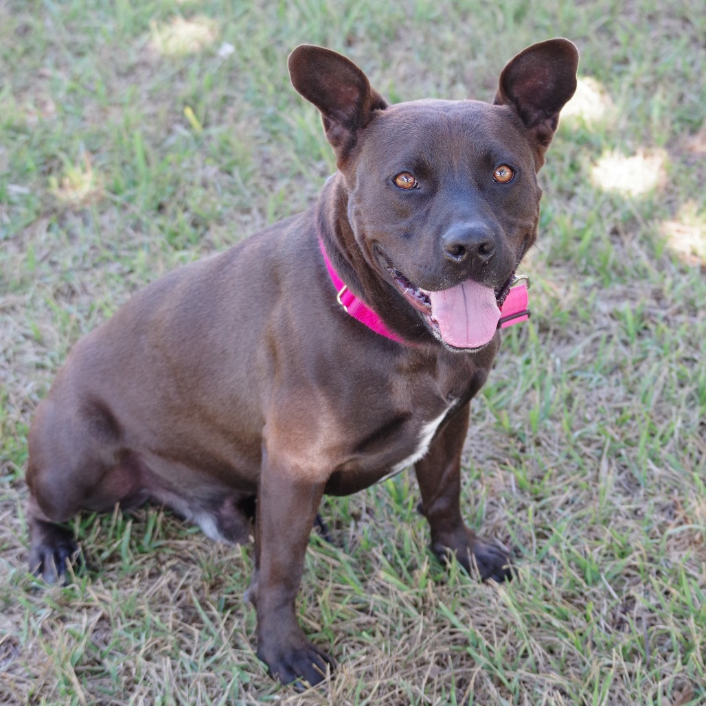 Tucker, an adoptable Labrador Retriever in Miami, FL, 33176 | Photo Image 3