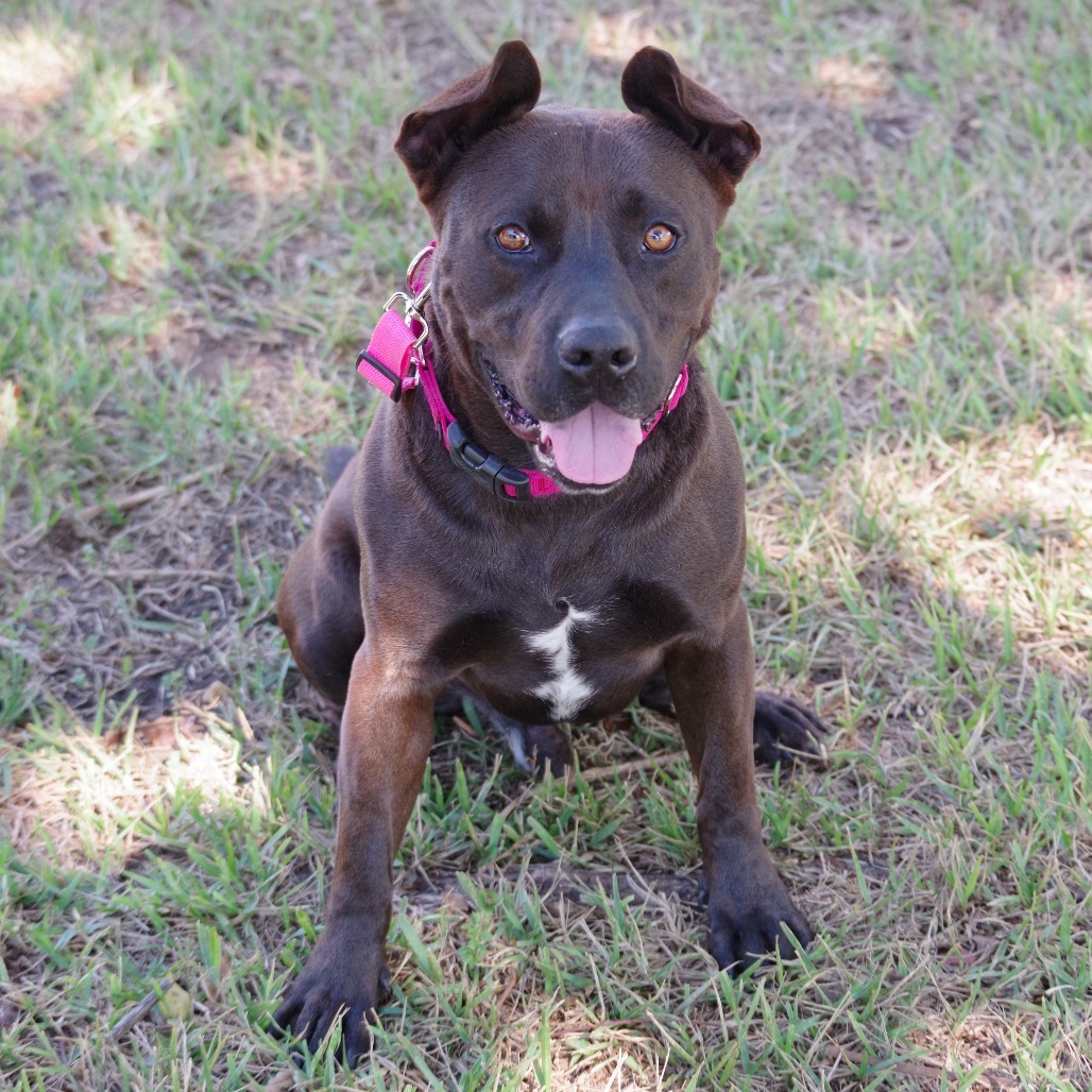 Tucker, an adoptable Labrador Retriever in Miami, FL, 33176 | Photo Image 4