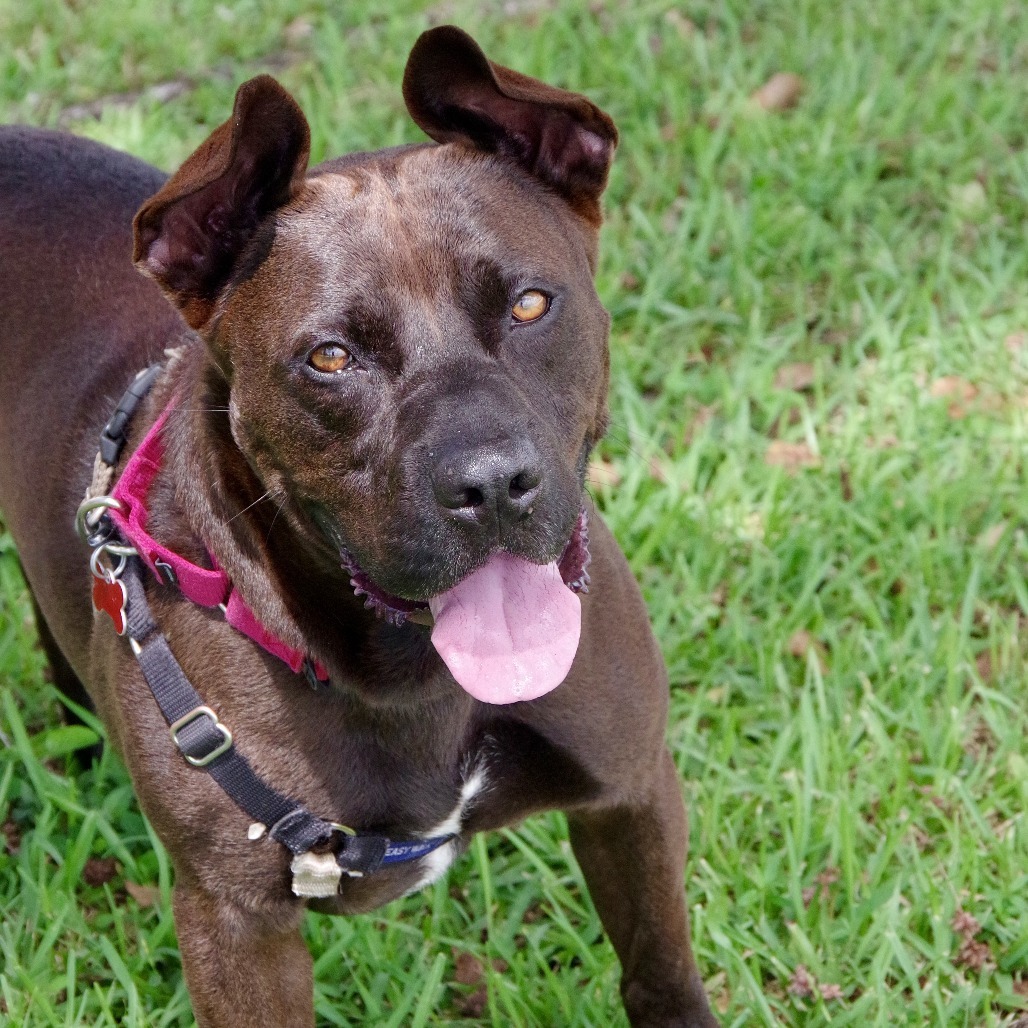 Tucker, an adoptable Labrador Retriever in Miami, FL, 33176 | Photo Image 5