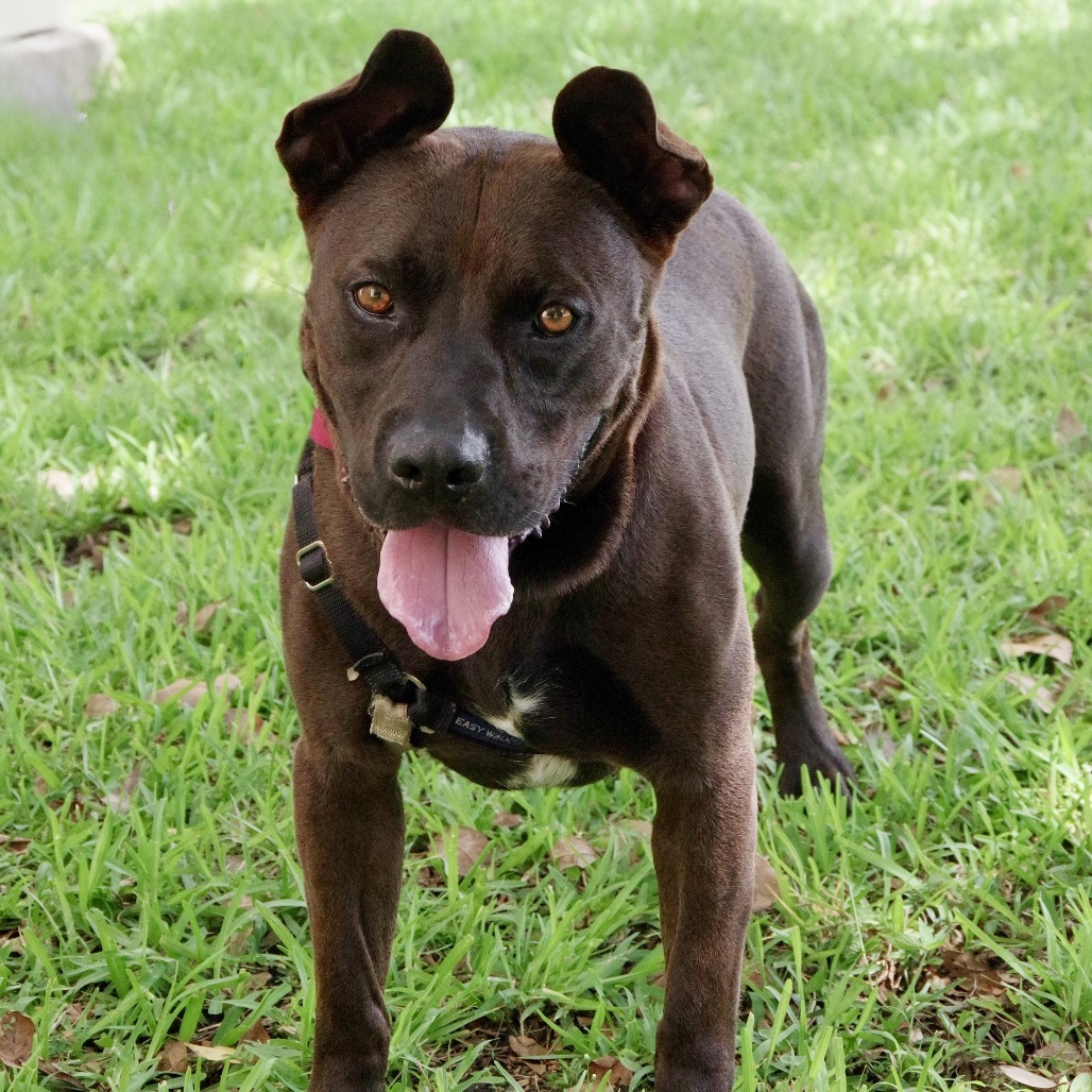 Tucker, an adoptable Labrador Retriever in Miami, FL, 33176 | Photo Image 6