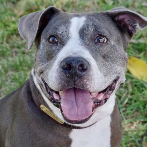 Hi my name is Chico My owner had health issues and could not take care of me anymore I am