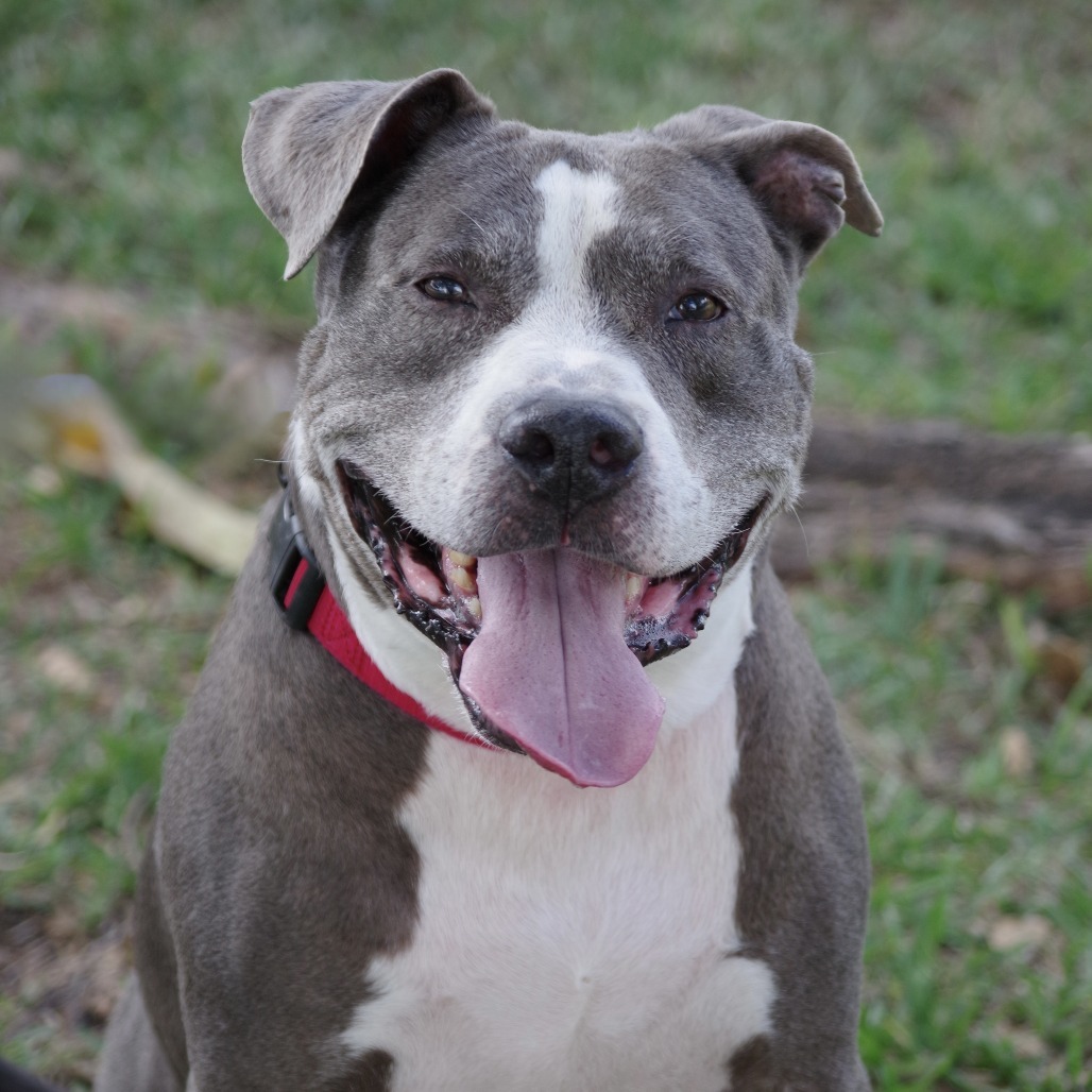 Chico, an adoptable Terrier in Miami, FL, 33176 | Photo Image 2