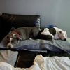 Chico photo 3