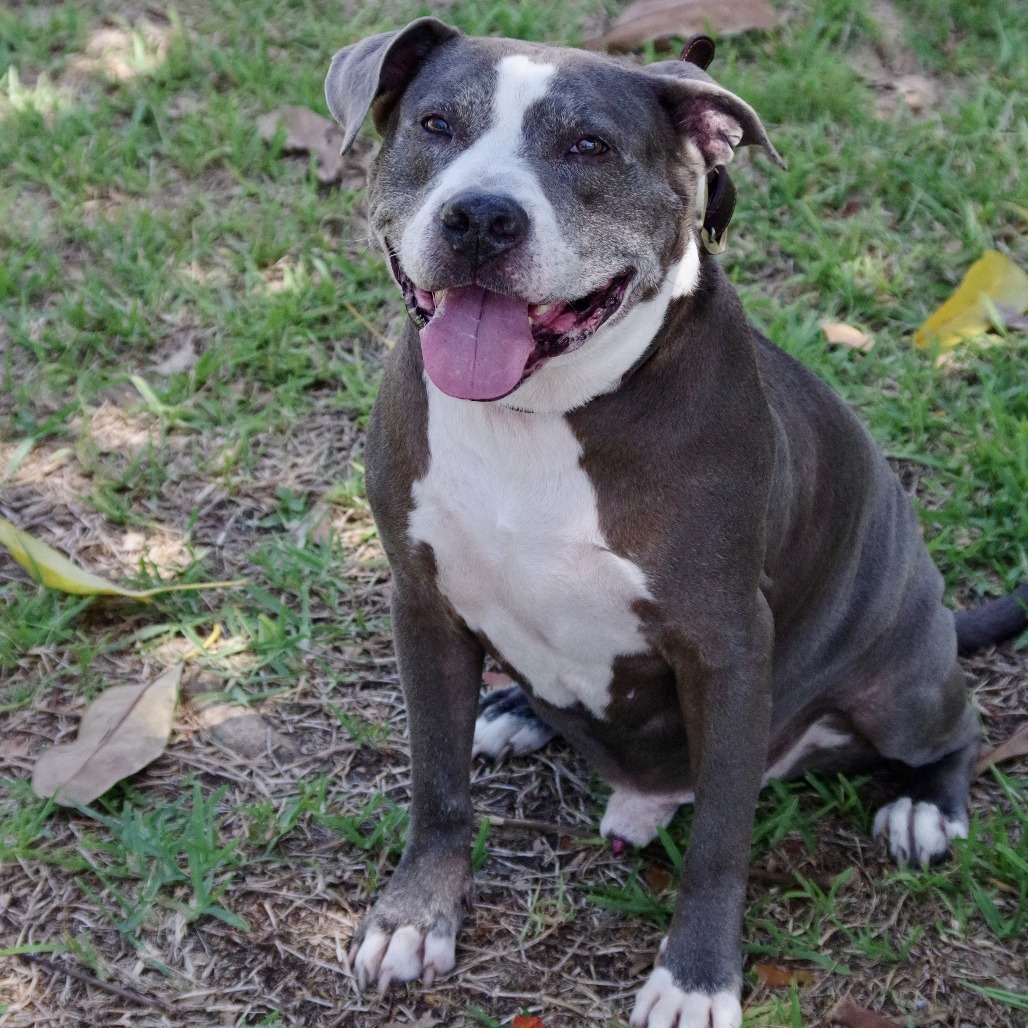 Chico, an adoptable Terrier in Miami, FL, 33176 | Photo Image 5