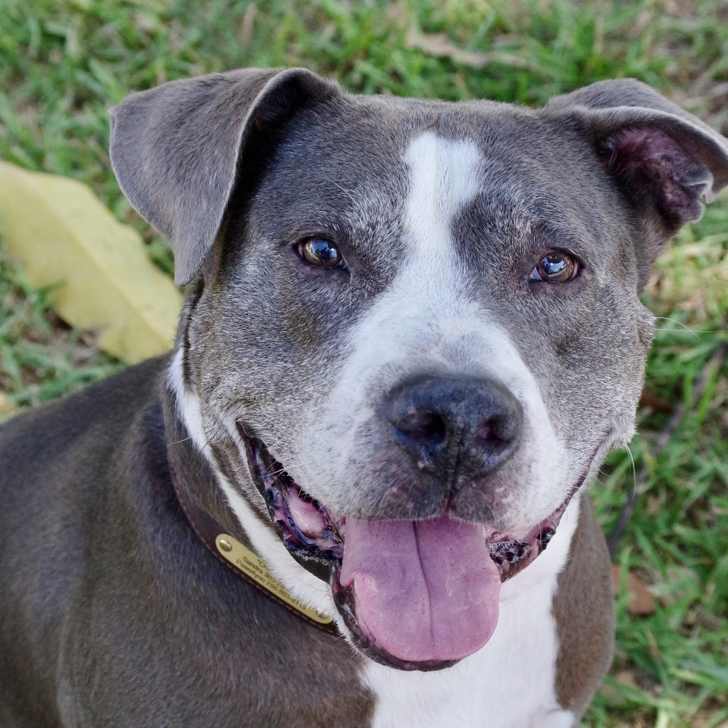 Chico, an adoptable Terrier in Miami, FL, 33176 | Photo Image 6
