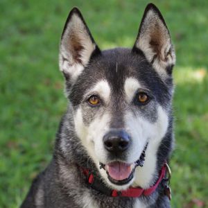 Hi my name is Blake I was found as a stray Im such a handsome fellow look at my captivating