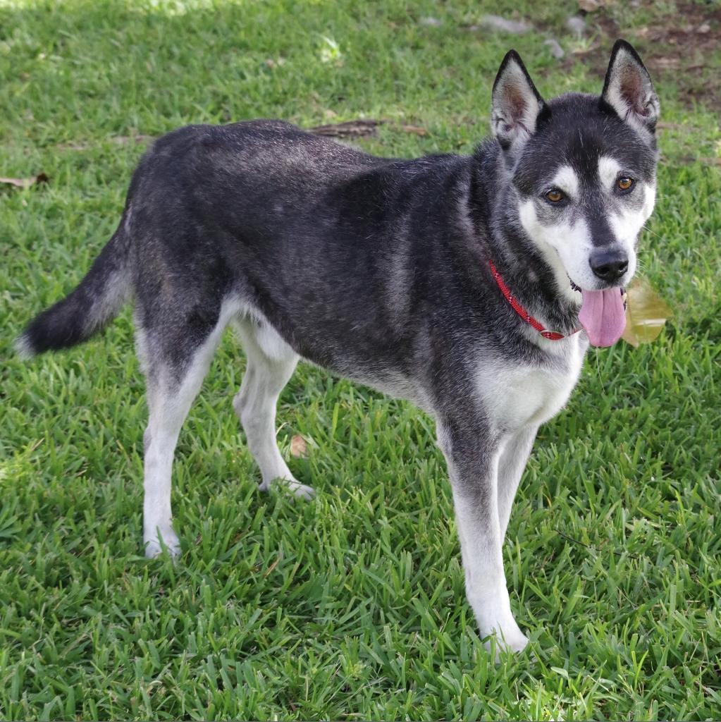 Blake, an adoptable Siberian Husky in Miami, FL, 33176 | Photo Image 2