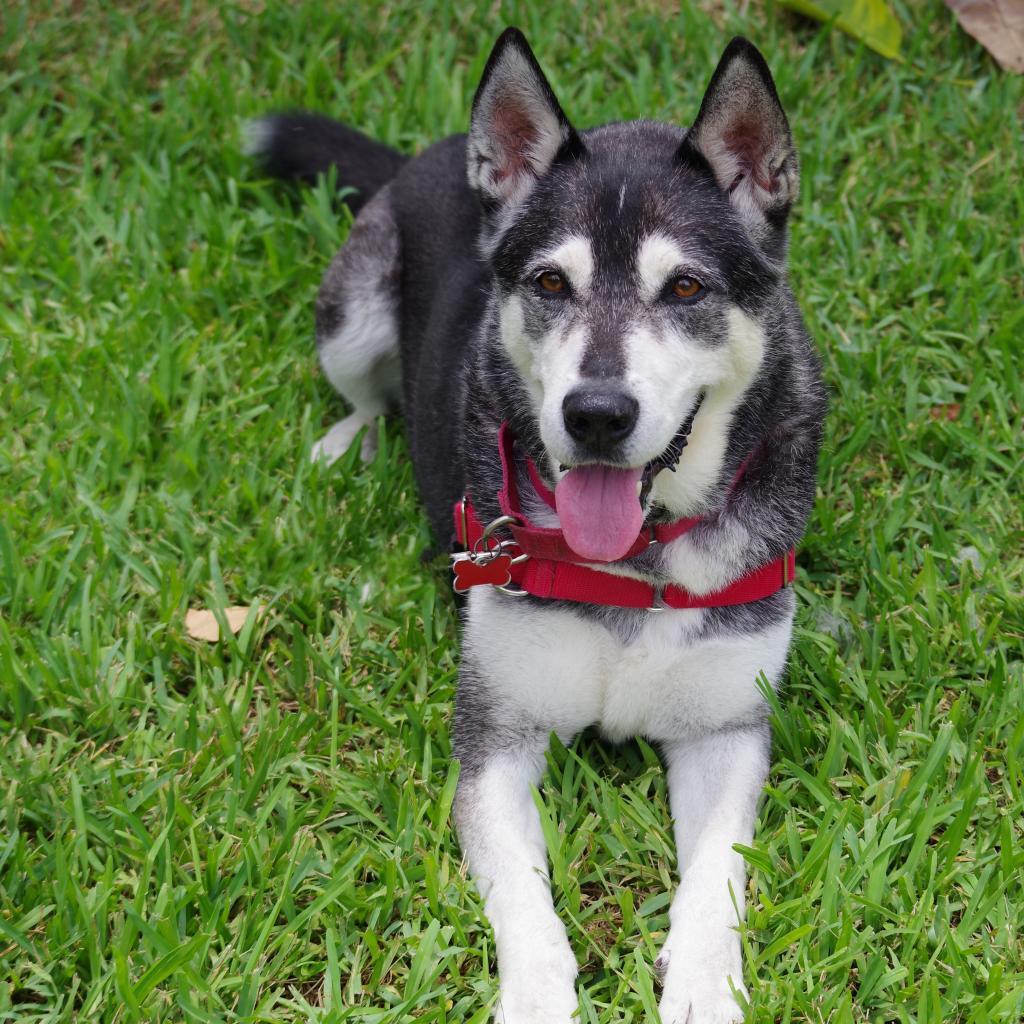 Blake, an adoptable Siberian Husky in Miami, FL, 33176 | Photo Image 3