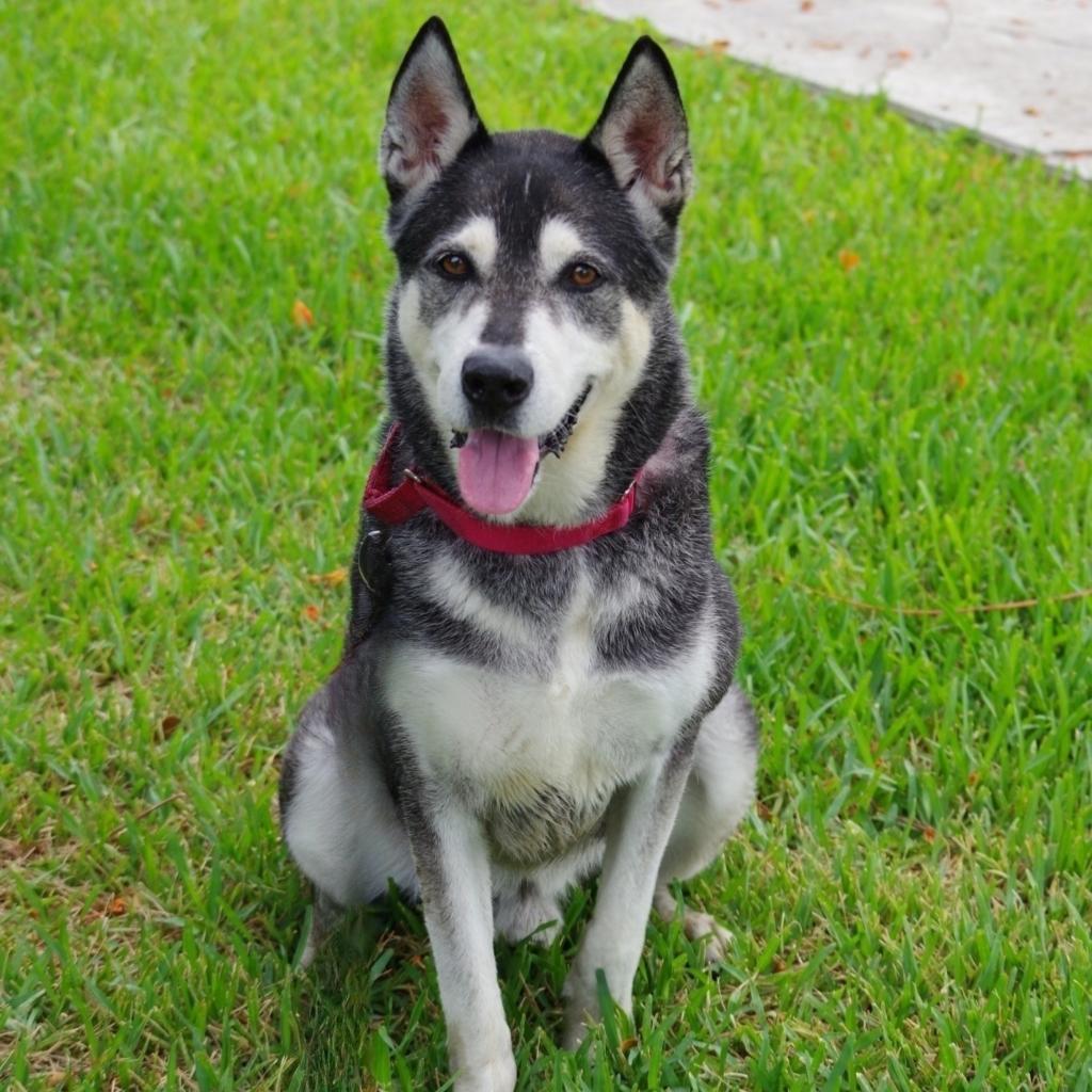 Blake, an adoptable Siberian Husky in Miami, FL, 33176 | Photo Image 4