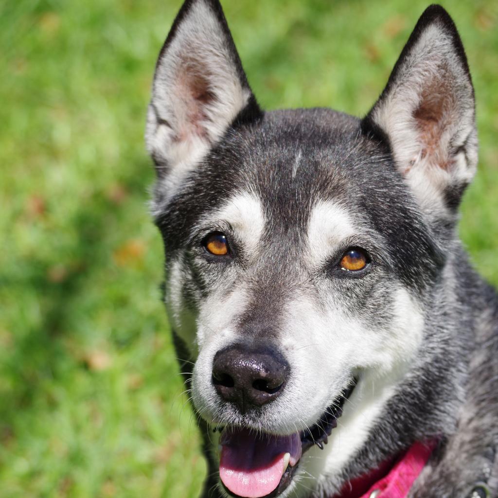 Blake, an adoptable Siberian Husky in Miami, FL, 33176 | Photo Image 5