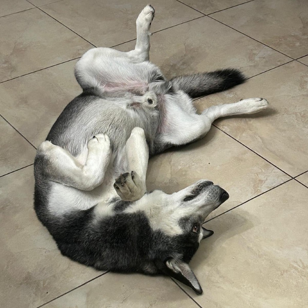 Blake, an adoptable Siberian Husky in Miami, FL, 33176 | Photo Image 6
