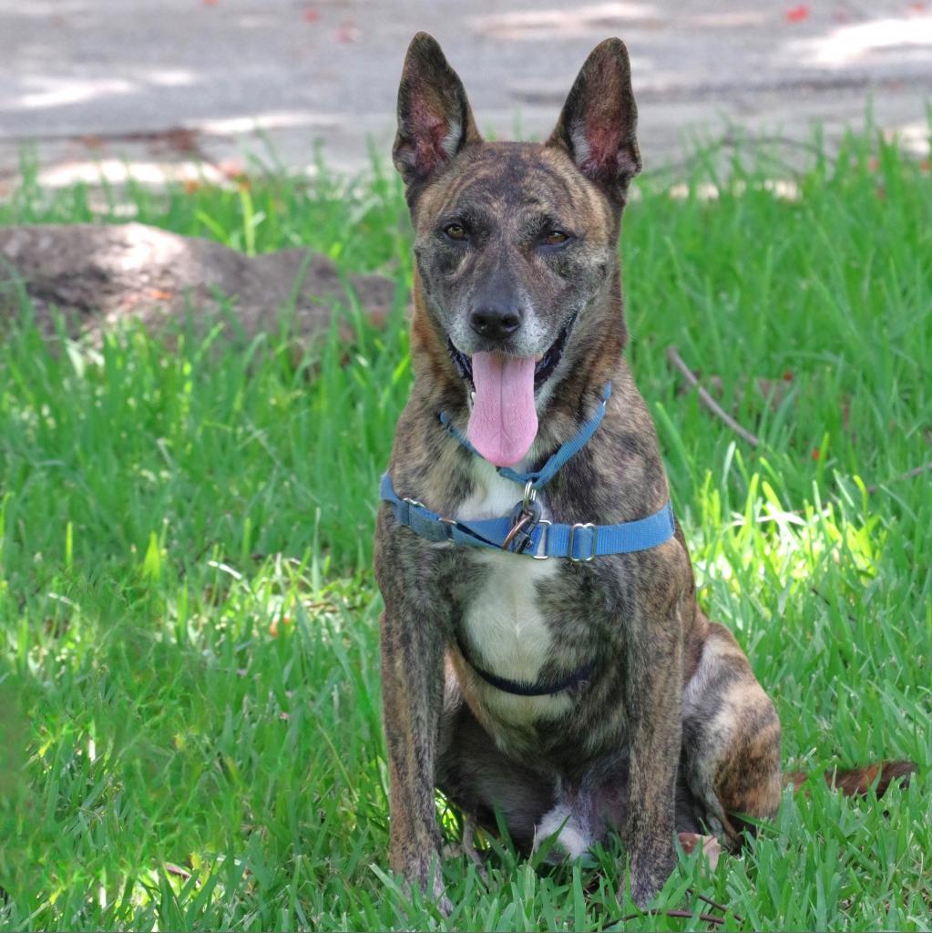 Arthur, an adoptable Shepherd in Miami, FL, 33176 | Photo Image 3