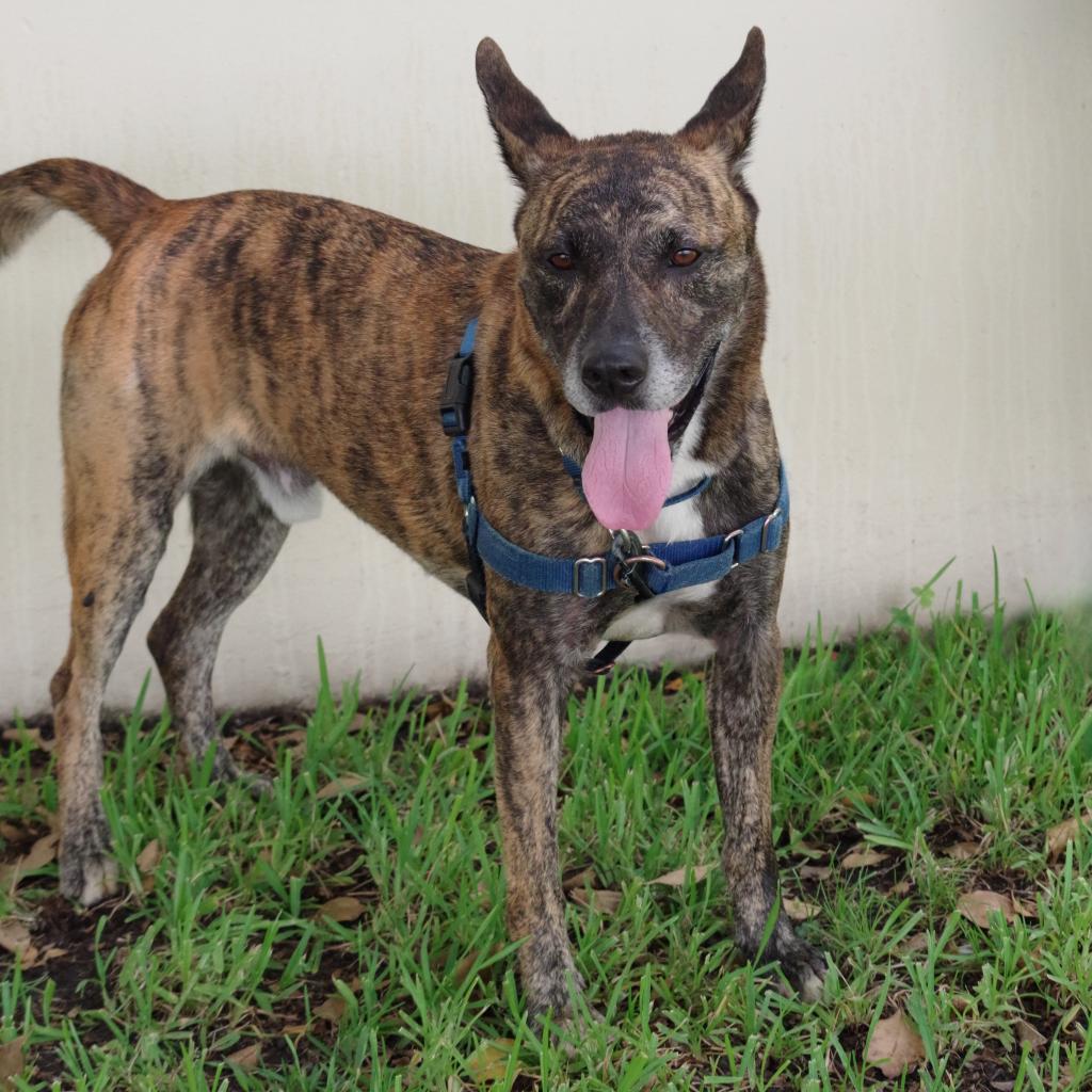 Arthur, an adoptable Shepherd in Miami, FL, 33176 | Photo Image 4