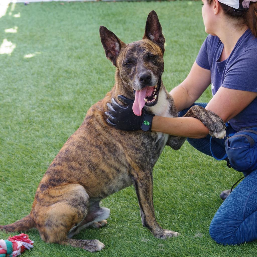 Arthur, an adoptable Shepherd in Miami, FL, 33176 | Photo Image 5