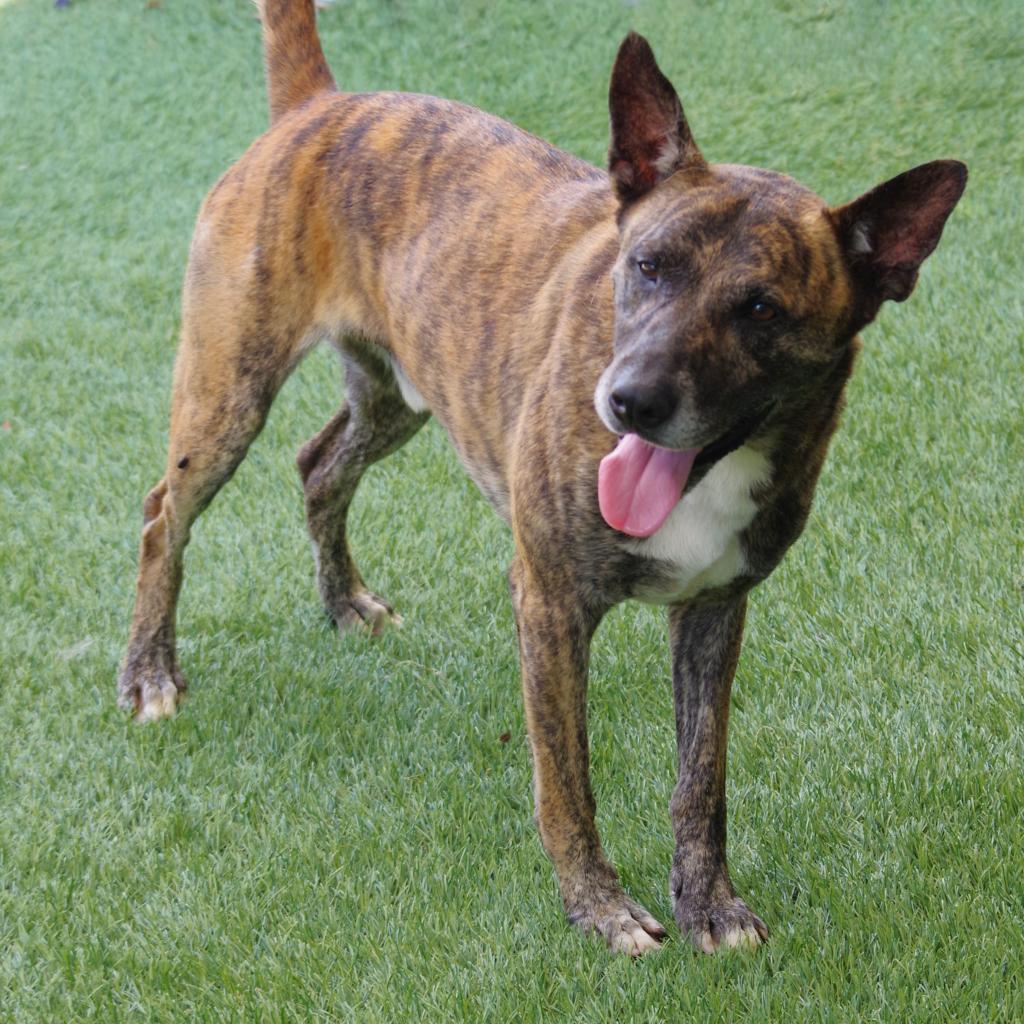 Arthur, an adoptable Shepherd in Miami, FL, 33176 | Photo Image 6