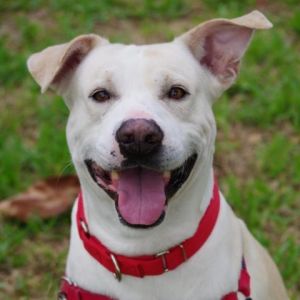 Frankie Labrador Retriever Dog