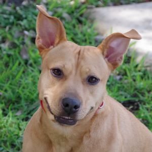Hi my name is Hailey I was found as a stray I have the cutest ears ever I am currently