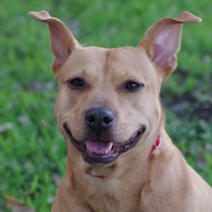 Hi my name is Hailey I was found as a stray I have the cutest ears ever I am currently