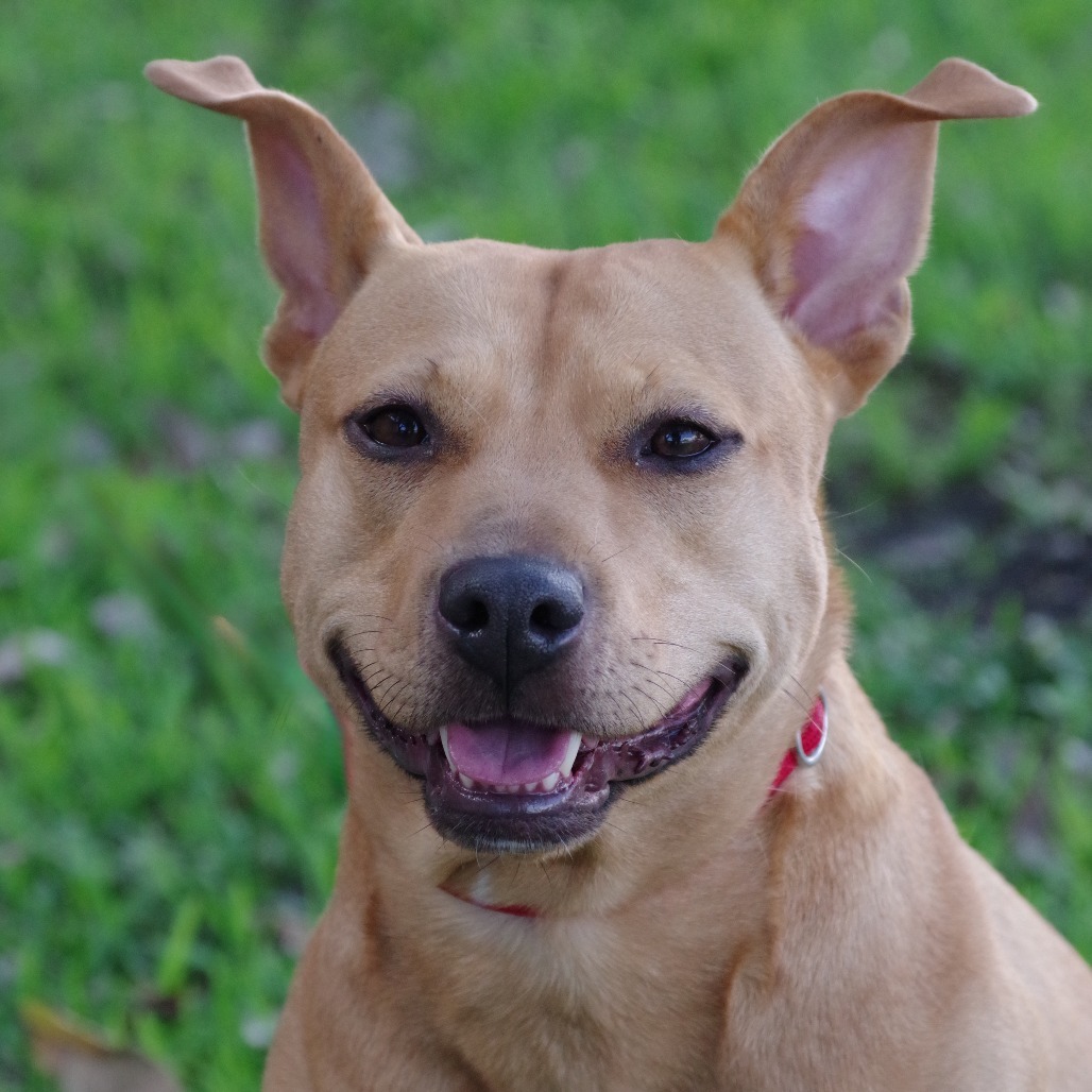 Hailey, an adoptable Terrier in Miami, FL, 33176 | Photo Image 1