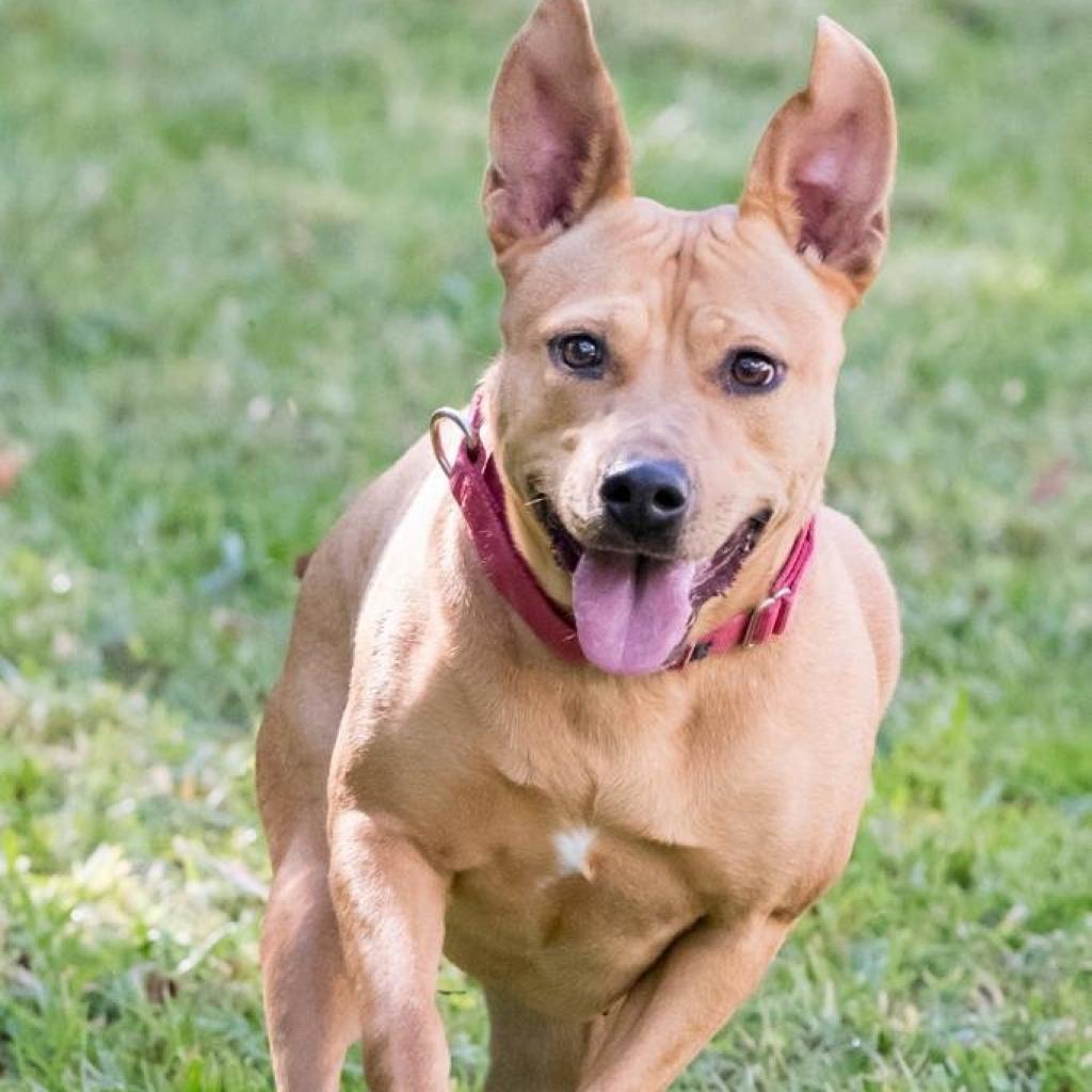 Hailey, an adoptable Terrier in Miami, FL, 33176 | Photo Image 2