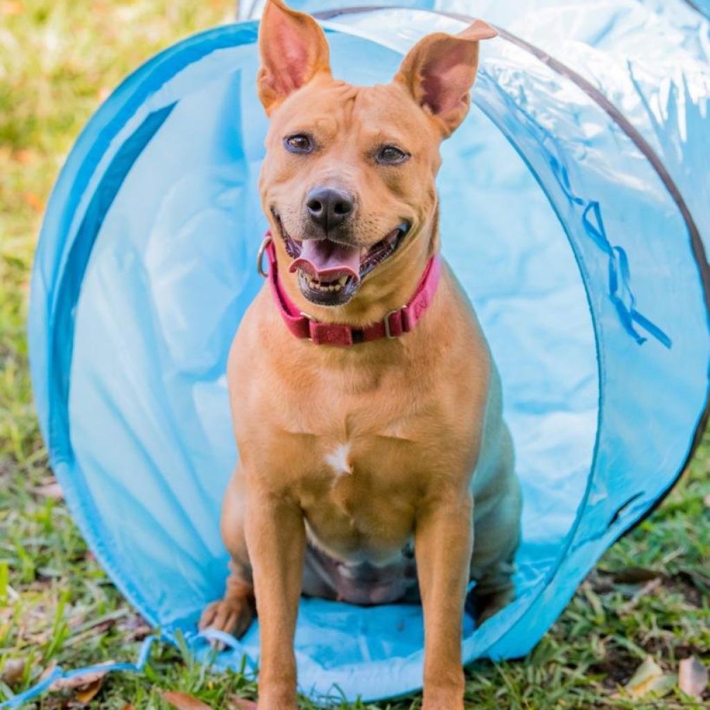 Hailey, an adoptable Terrier in Miami, FL, 33176 | Photo Image 3